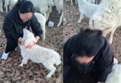 羊圈吃瓜爆料图片搞笑版,笑料横生，爆笑瞬间来袭！